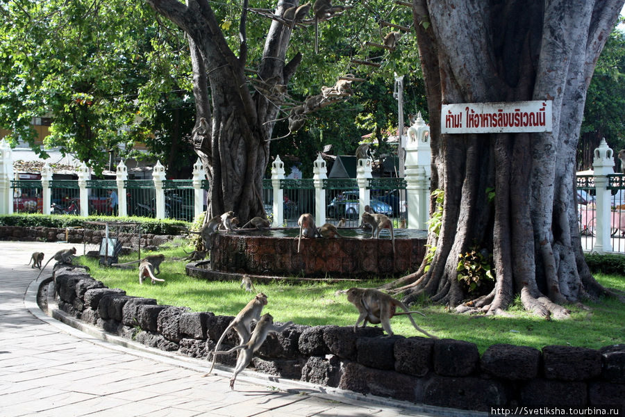 Кхмерская кумирня Сарн Пра Карн - пристанище макак-крабоедов Лоп-Бури, Таиланд