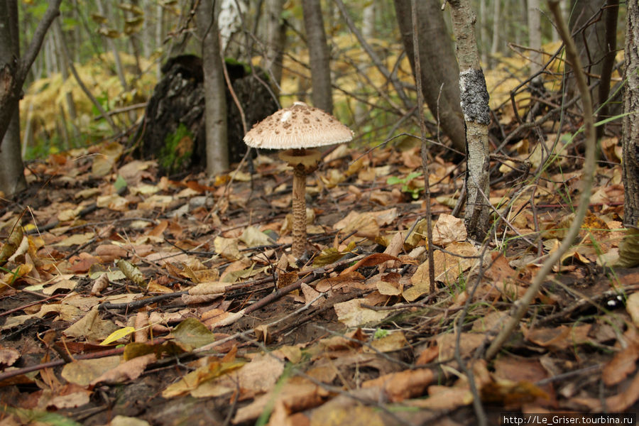 Вот еще один представитель несъедобного грибного мира — гриб-зонт. Кузоватово, Россия
