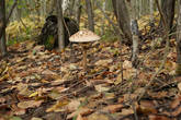 Вот еще один представитель несъедобного грибного мира — гриб-зонт.