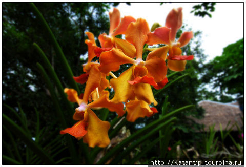 Орхидея Остров Панай, Филиппины