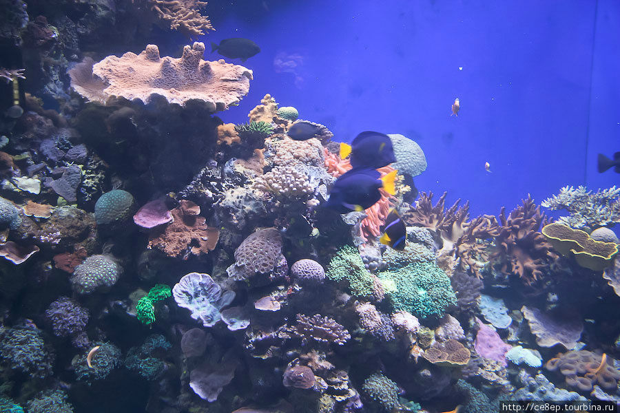 Подводный мир Красного моря Эйлат, Израиль