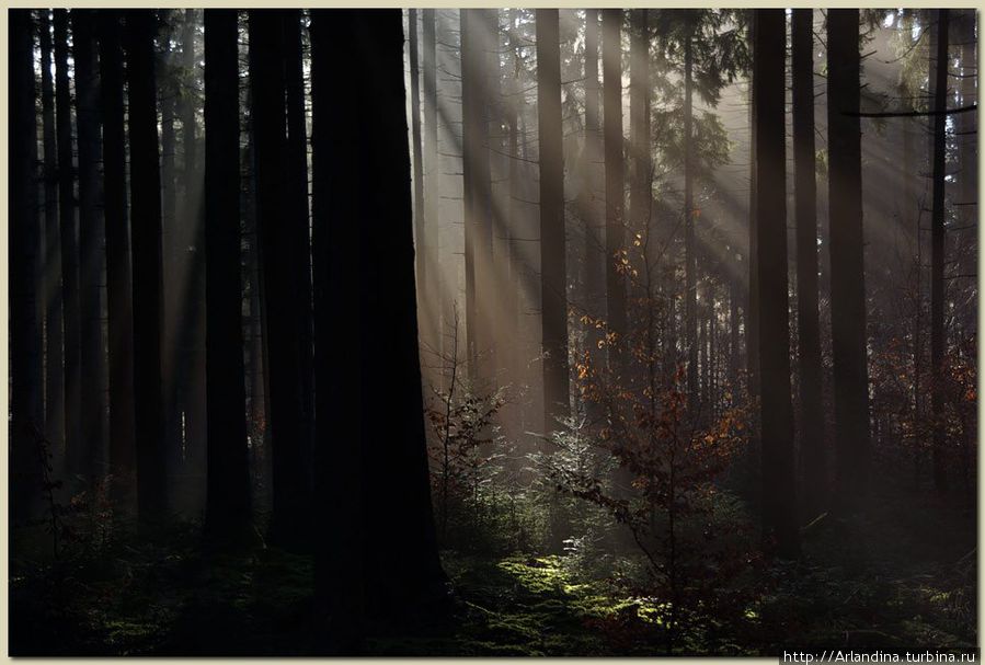 Туманы и восходы в черном лесу (Шварцвальд Schwarzwald) Германия