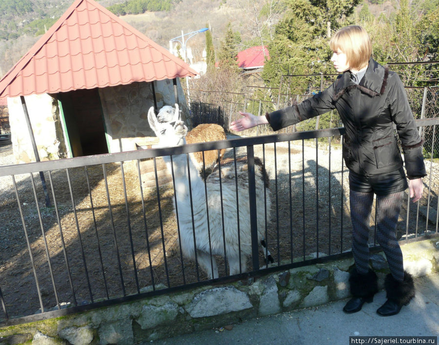 Ламы в ялтинском зоопарке Ялта, Россия