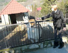 Ламы в ялтинском зоопарке