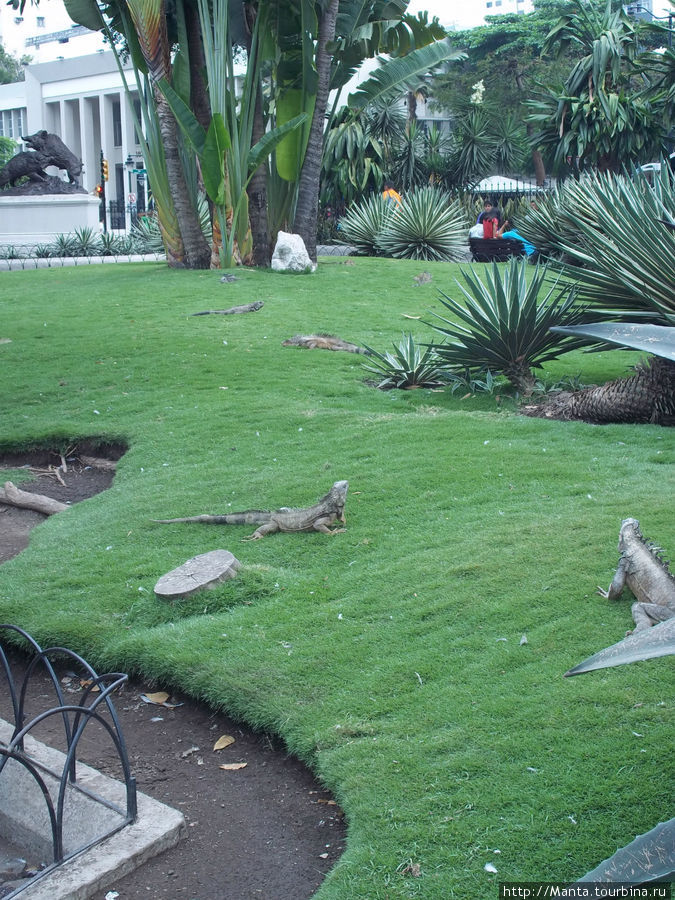 Парк Seminario - Guayaquil Гуаякиль, Эквадор