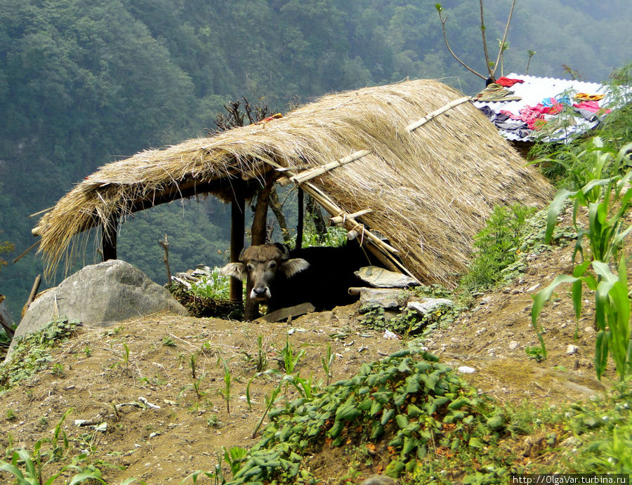 Каково это жить на краю обрыва. Но здесь даже телки знают правила ОБЖ Гандрук, Непал