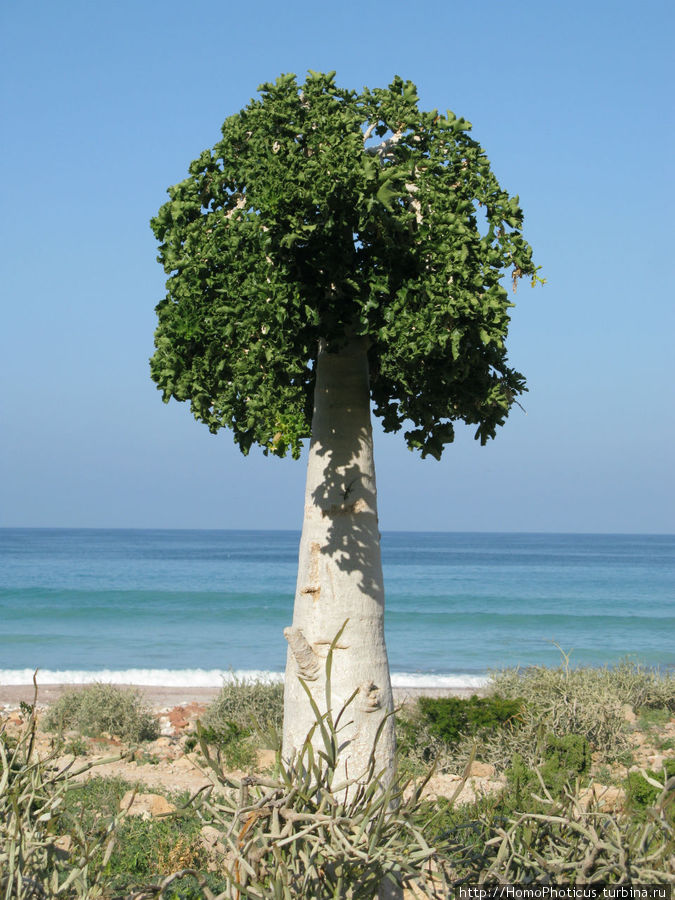 Огуречное дерево Остров Сокотра, Йемен