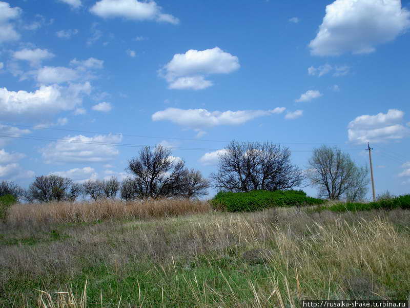 Дикая груша в 