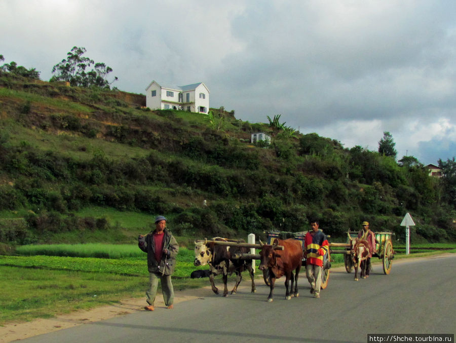 По улице зебу водили Провинция Антананариву, Мадагаскар