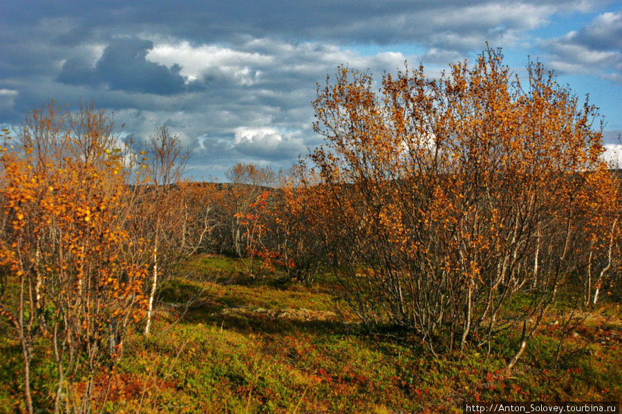 Осень Мурманская область, Россия