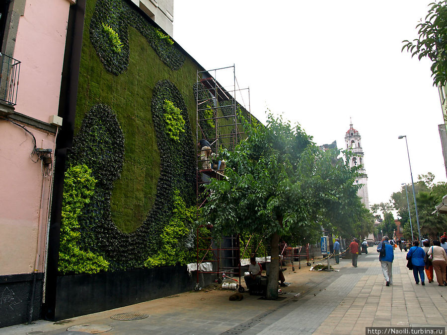 Еще недавно это была просто стена, но ее решили озеленить Мехико, Мексика