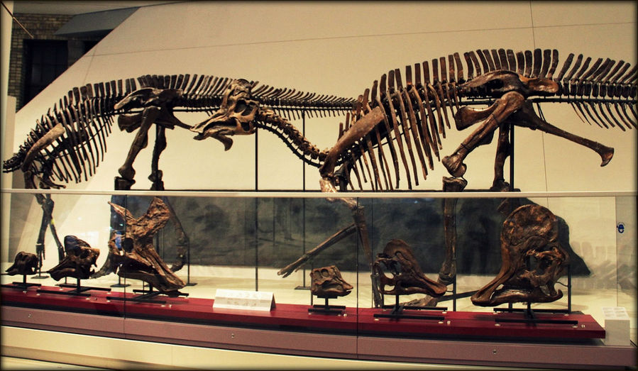 Доисторические животные Королевского музея Онтарио