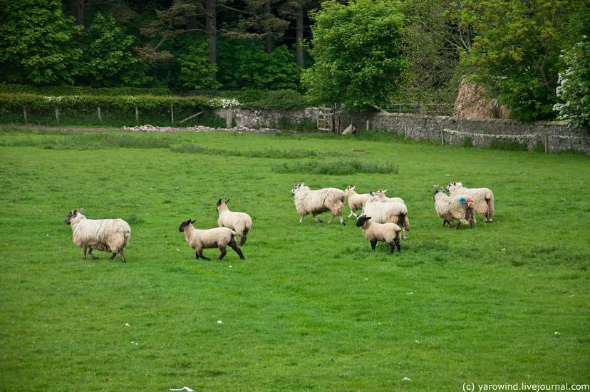 Вдоль ж/д путей постоянно бегают овцы. На некоторых стоят кляксы различного цвета, видимо, чтобы отличать своих о чужих. Эдинбург, Великобритания