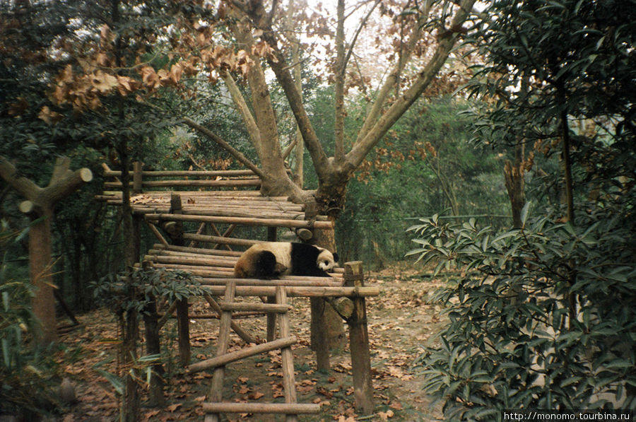 Заповедник панд Чэнду, Китай