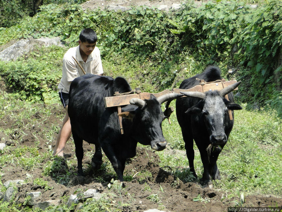 Деревенские «страдания», или доля ты, непальская долюшка… Гандрук, Непал