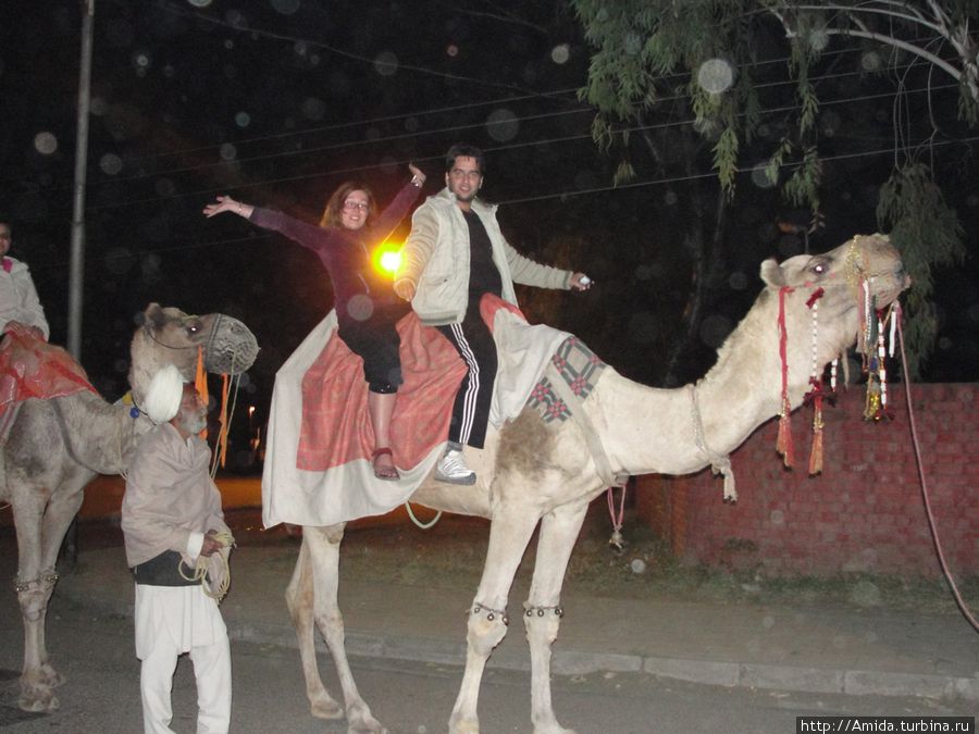 Застали верблюдов идущих со свадьбы! Решили покататься )) Чандигарх, Индия