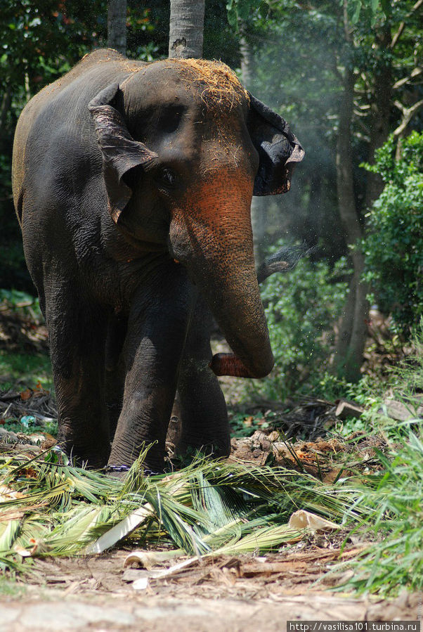 Такая работа или грустные слоники из приюта Пиннавела Канди, Шри-Ланка