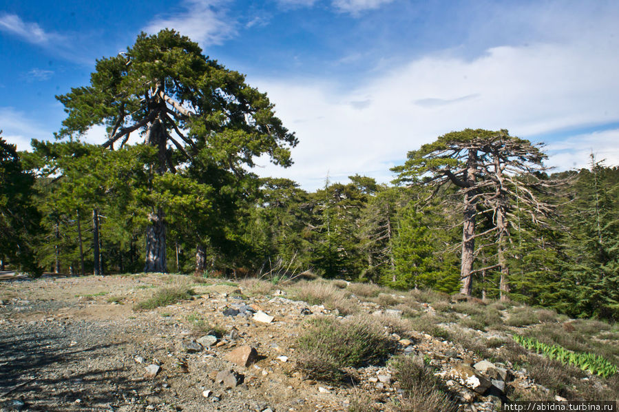 Вечно-зеленый горный Кипр Горы Троодос, Кипр