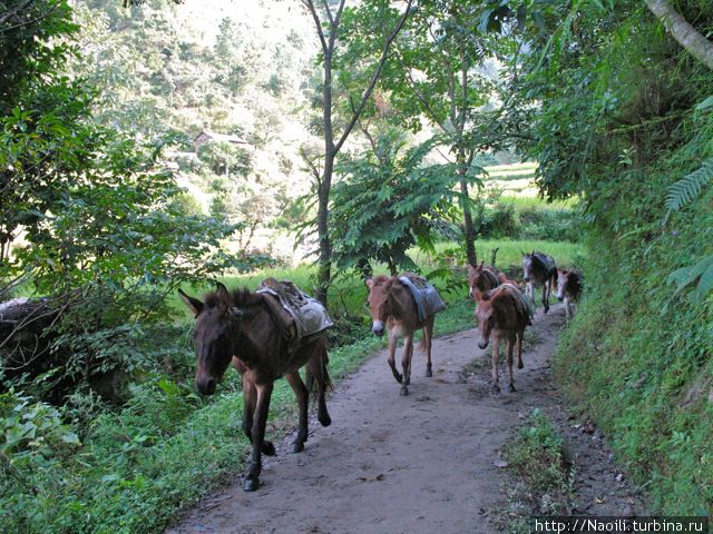 Трек вокруг Аннапурны:  от зеленых лугов к горному лесу Аннапурна Национальный Парк, Непал