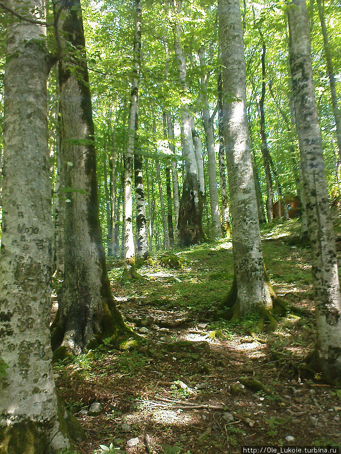 Национальный парк Биоградска гра — красиво — слов нет! Будва, Черногория