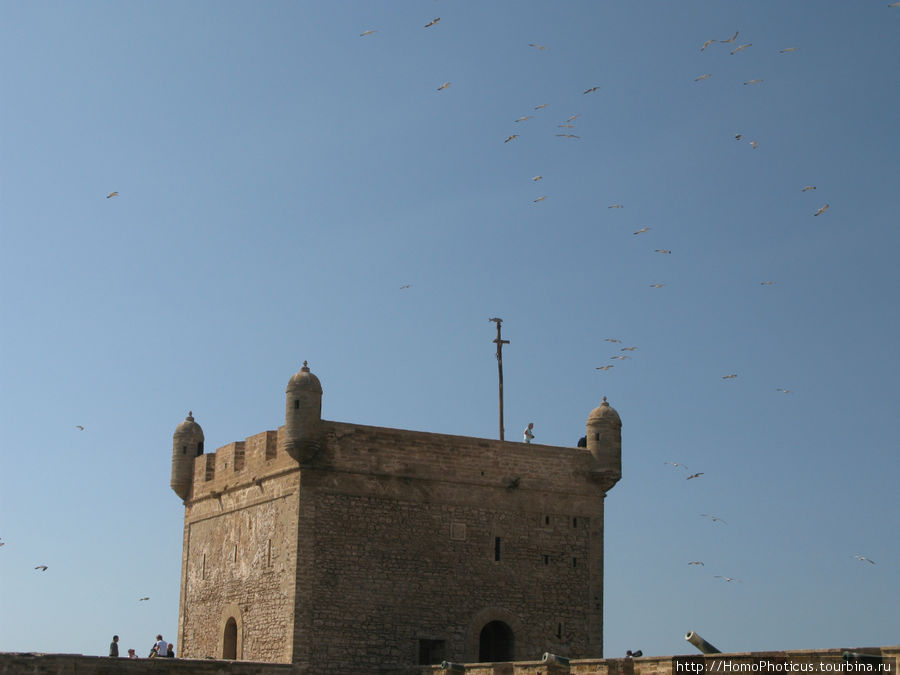 Чайки и ветер Эссуэйра, Марокко