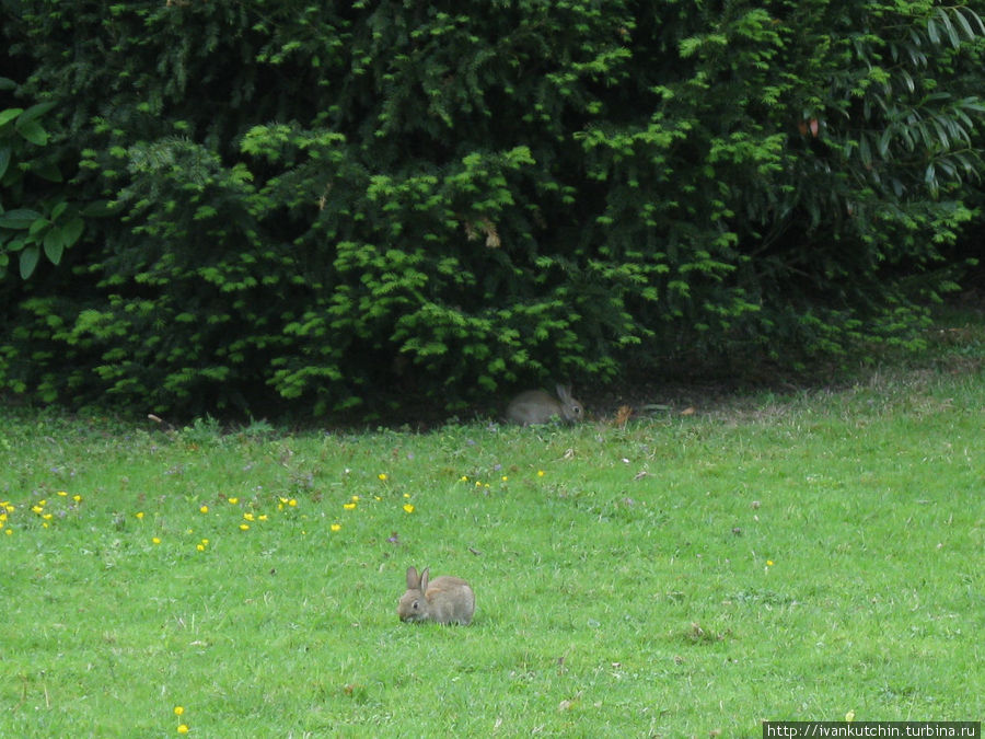 В парке кролики чувствуют себя как дома, впрочем, скорее всего, они там и живут Кёльн, Германия