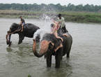 После сафари было купание слонов. Хотя на самом деле, это они купали нас — окатывали душем из хобота.