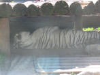 Белый тигр спрятался в тенёк