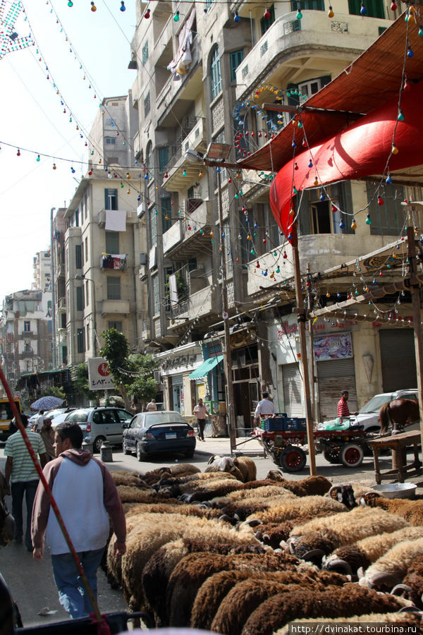 Недалеко продают барашков...а запах...умереть не встать.... Александрия, Египет
