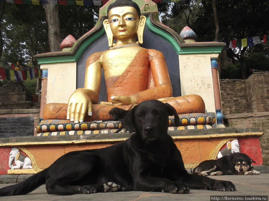 Местные собаки тоже исповедуют буддизм — они очень миролюбивы и отличаются спокойным нравом. Непал