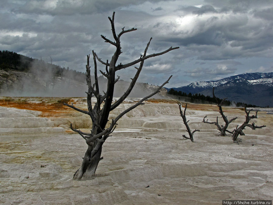 Террасы Мамонтовых горячих источников (Mammoth Hot Spring) Йеллоустоун Национальный Парк, CША