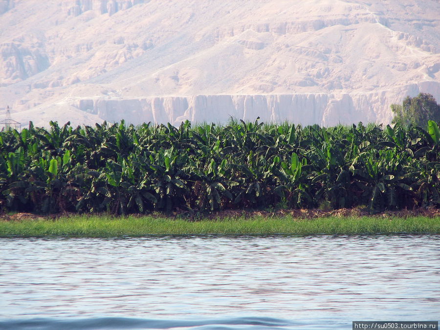 Луксор. Западный берег Нила. Банановая роща Египет