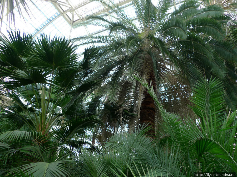 Пальмовая оранжерея (PalmHouse) Вена, Австрия