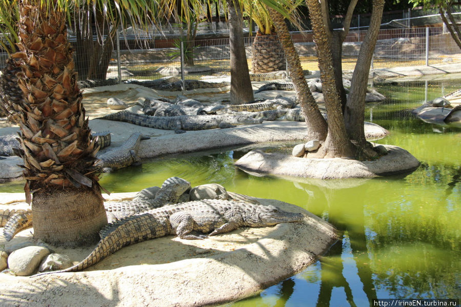 Крокодиловая ферма Торремолинос, Испания