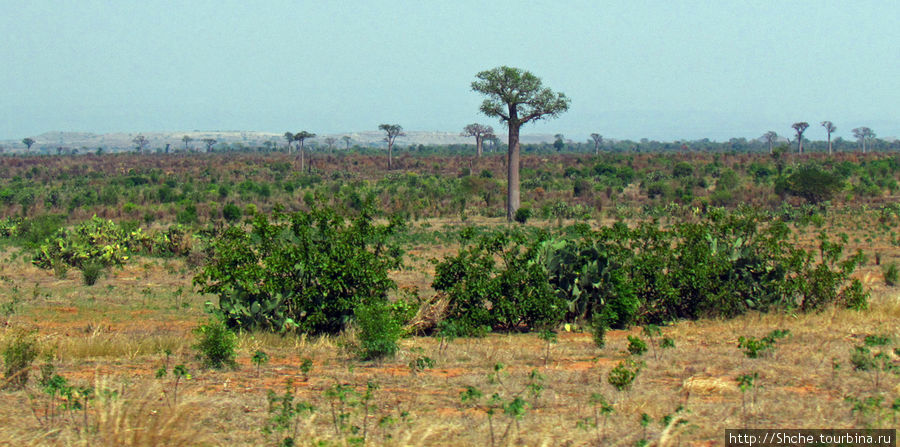 Юг Мадагаскара - край некошенных баобабов Провинция Тулиара, Мадагаскар