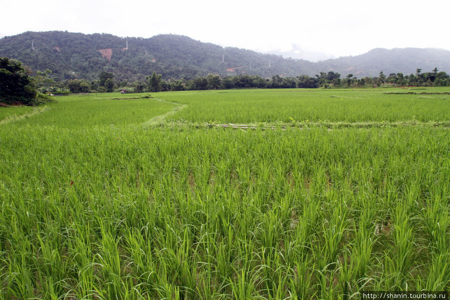 Зеленеют всходы риса Ванвьенг, Лаос