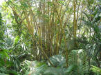 Склоны поросшие бамбуком