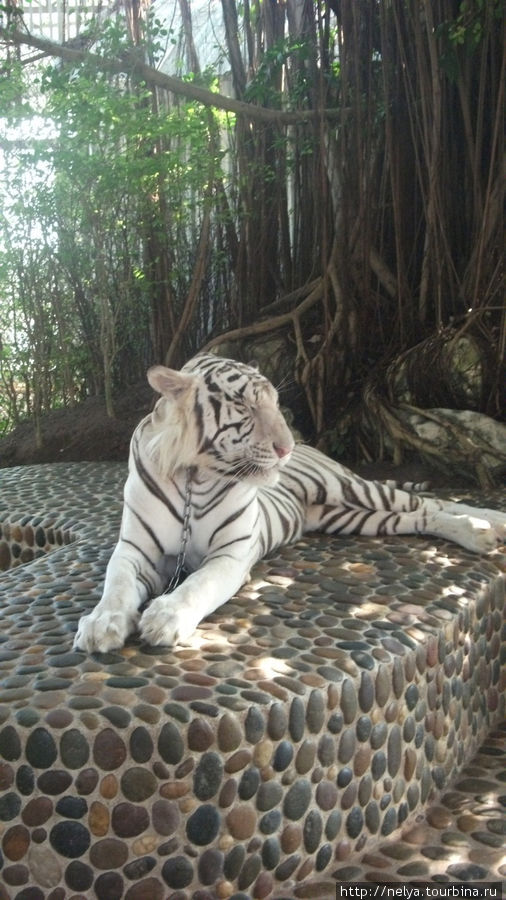 В зоопарке Паттайя, Таиланд