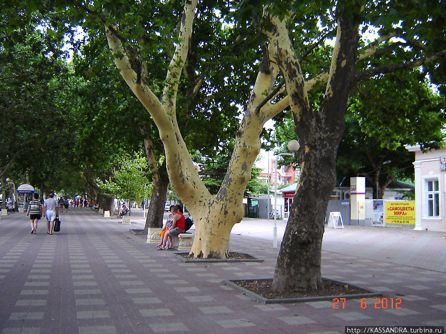 Деревья бога Геленджик, Россия