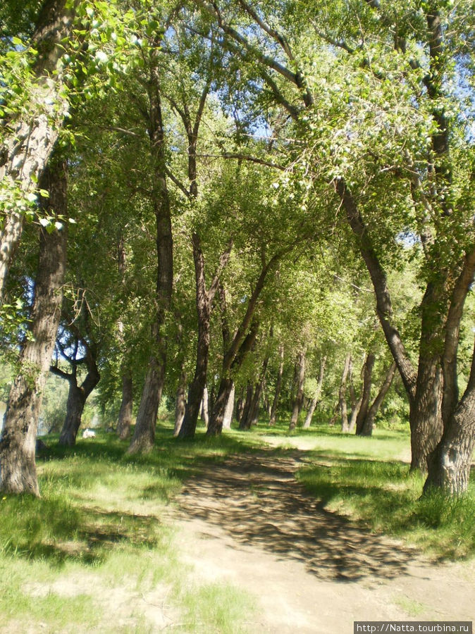 Небольшой лес у реки Железинка, Казахстан
