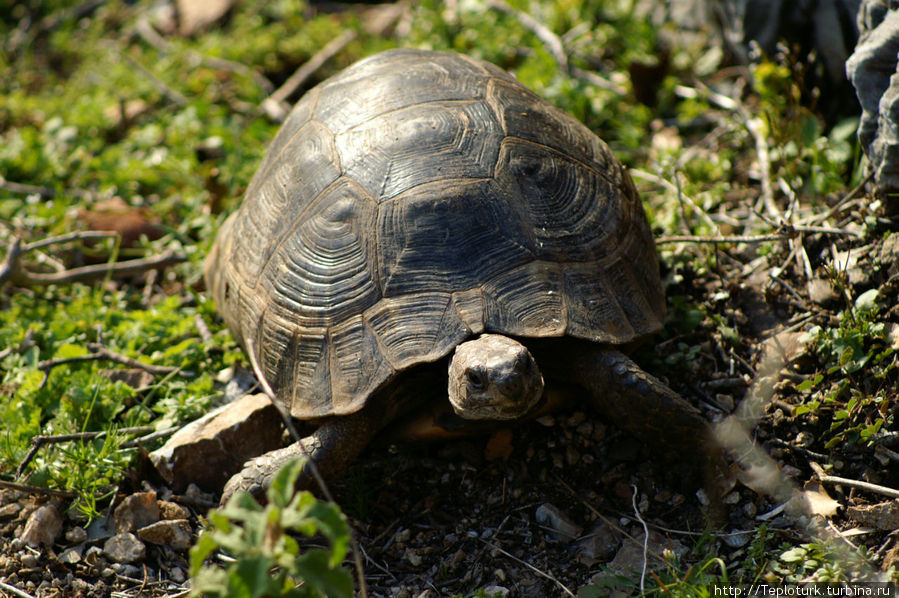 Черепаха в горах Алания, Турция
