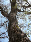 дерево аргана