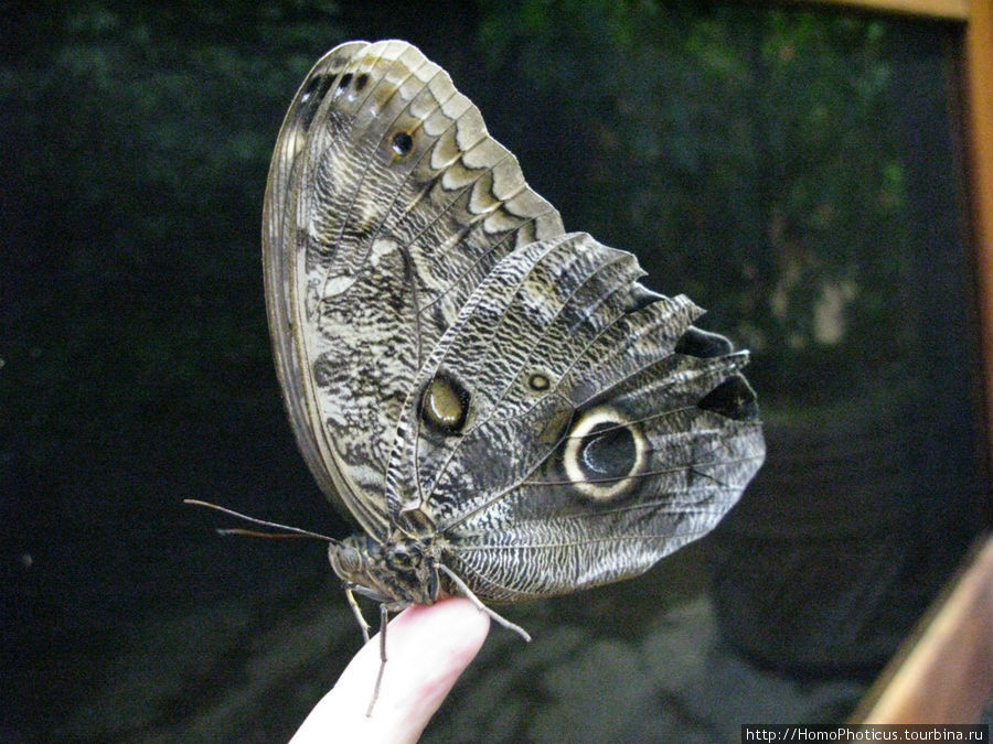 Большая бабочка Провинция Алахуэла, Коста-Рика