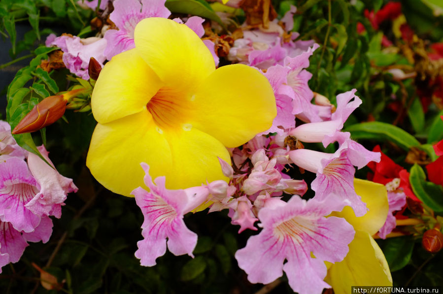 Перуанские лютики-цветочки Перу