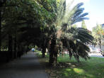 Тенистая пальмовая аллея