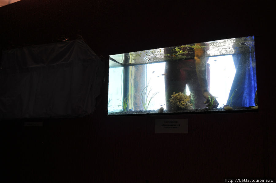Уборка в аквариуме Меченосца обыкновенного Елизово, Россия
