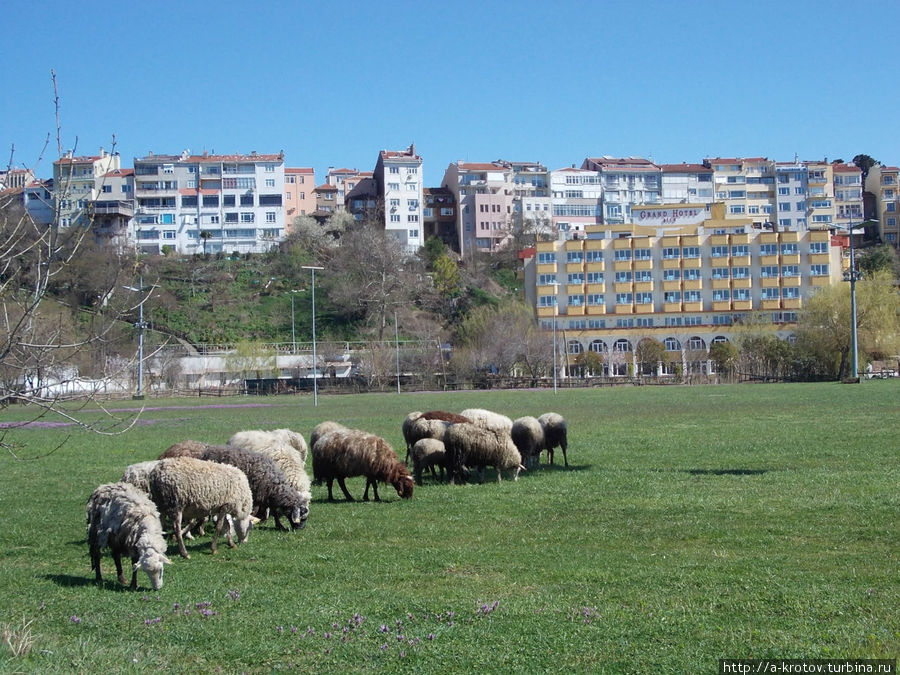 Опять овцы на фоне Шиле Шиле, Турция