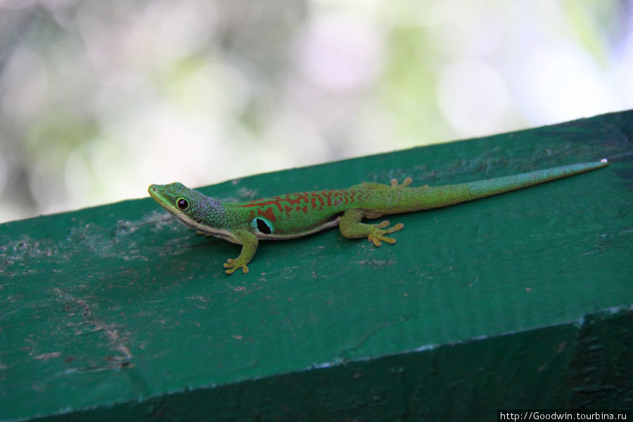Местный зелёный геккон Мадагаскар