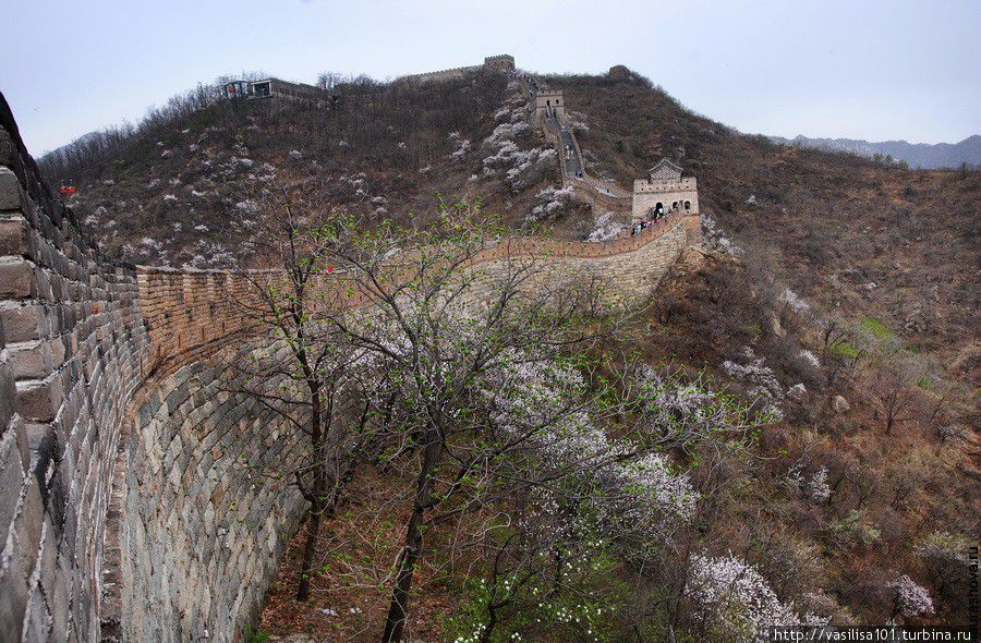 Великая Китайская стена в пору цветения яблонь Пекин, Китай