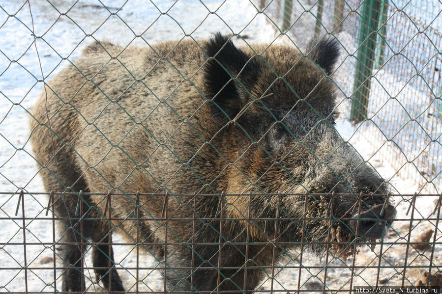 В Костромском зоопарке Кострома, Россия